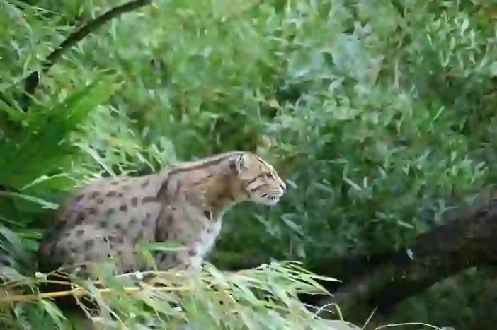 Fishing Cat