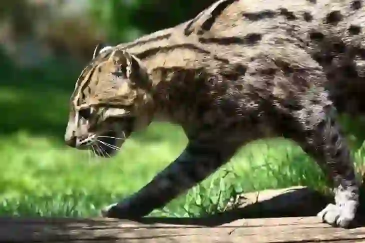 Fishing Cat