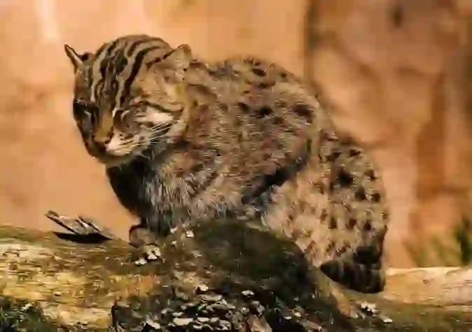 Fishing Cat