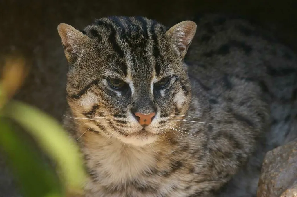 Fishing Cat