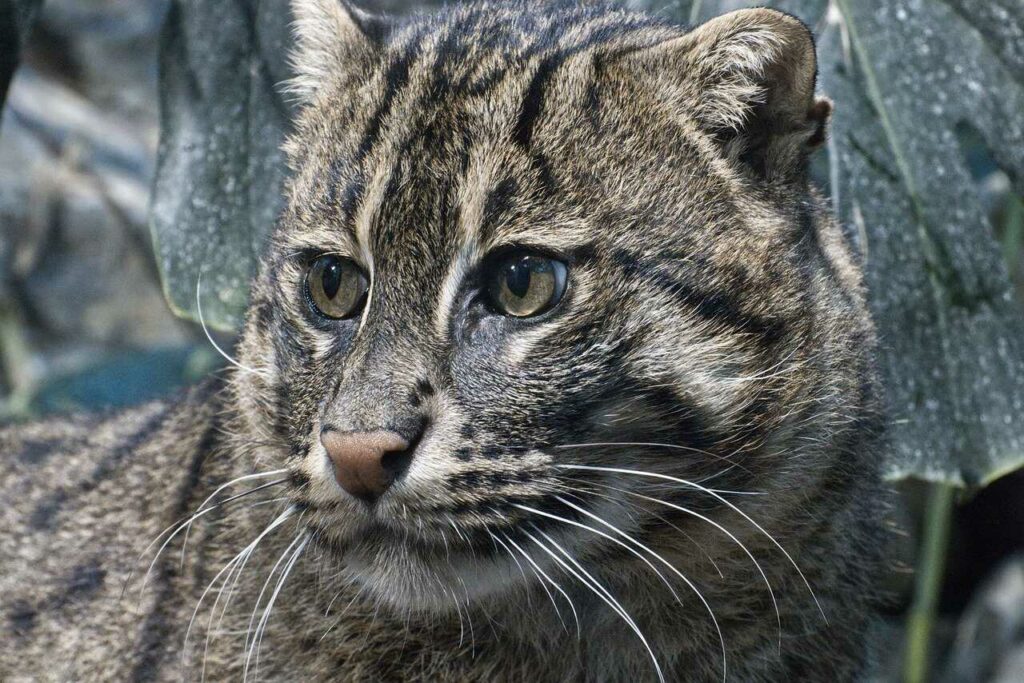 Fishing Cat