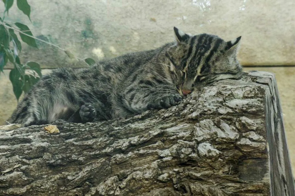 Fishing Cat