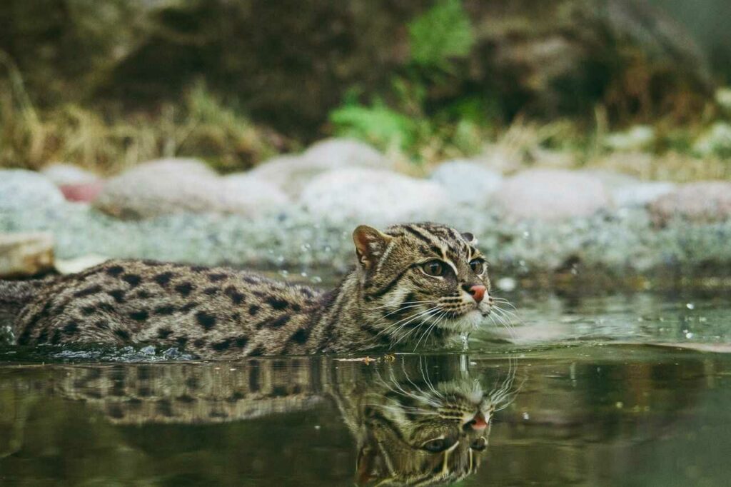 Fishing Cat