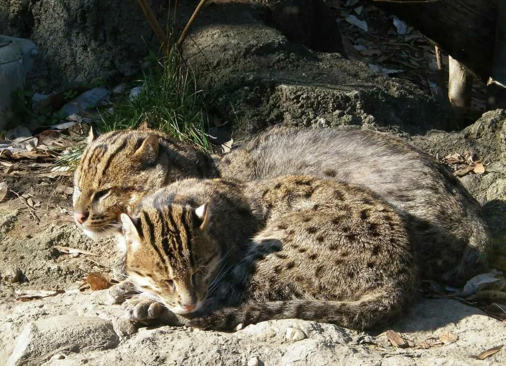 Fishing Cat