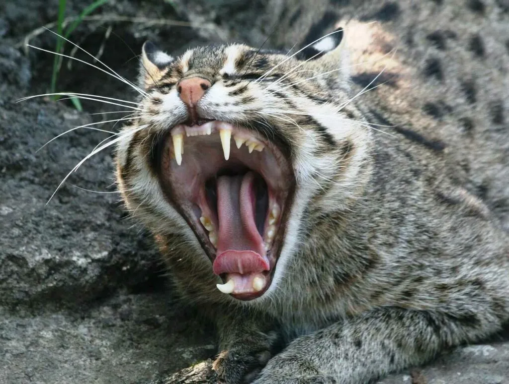 Fishing Cat