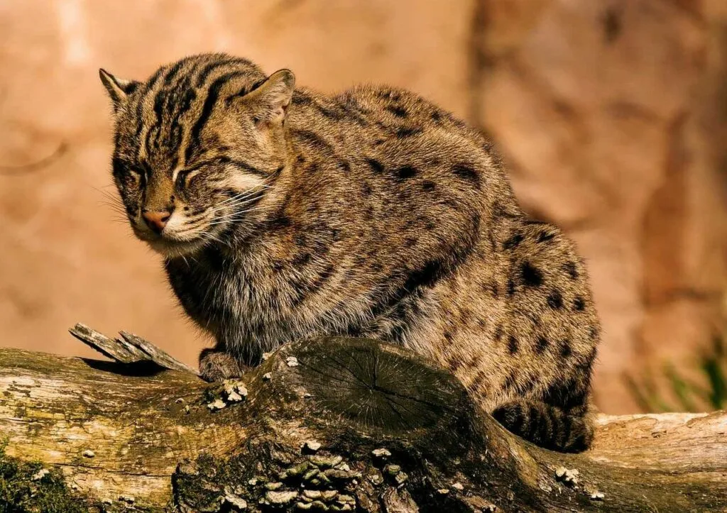 Fishing Cat