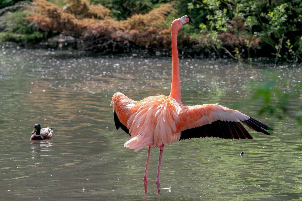 Flamingo