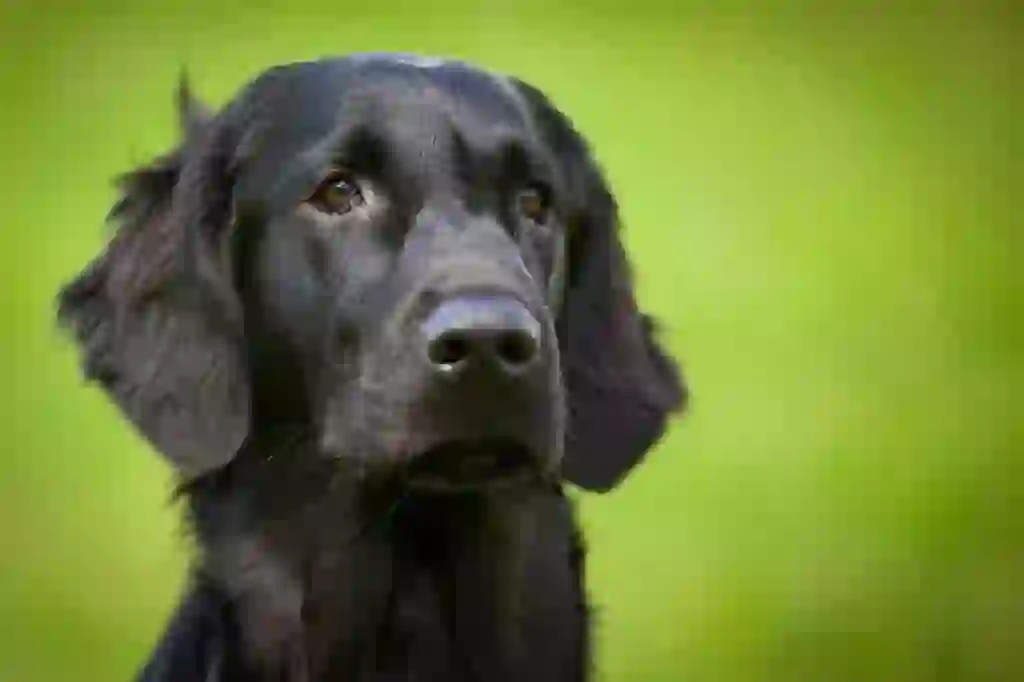 Flat-Coated Retriever