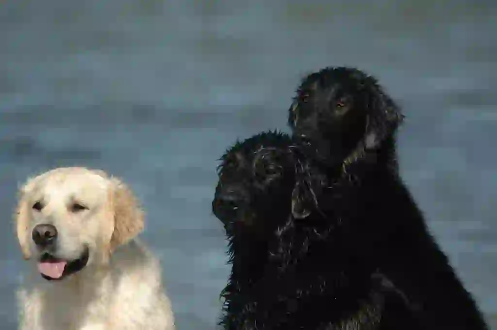 Flat-Coated Retriever