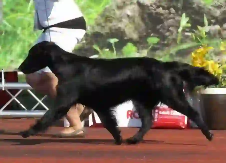 Flat-Coated Retriever