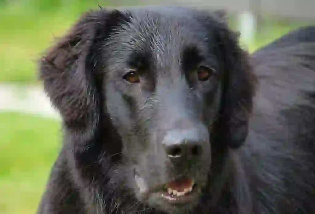 Flat-Coated Retriever