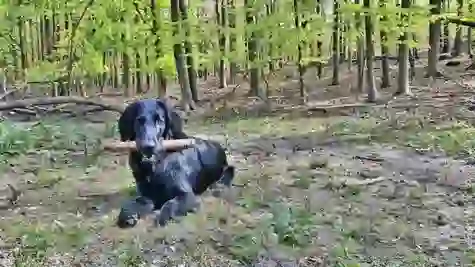 Flat-Coated Retriever