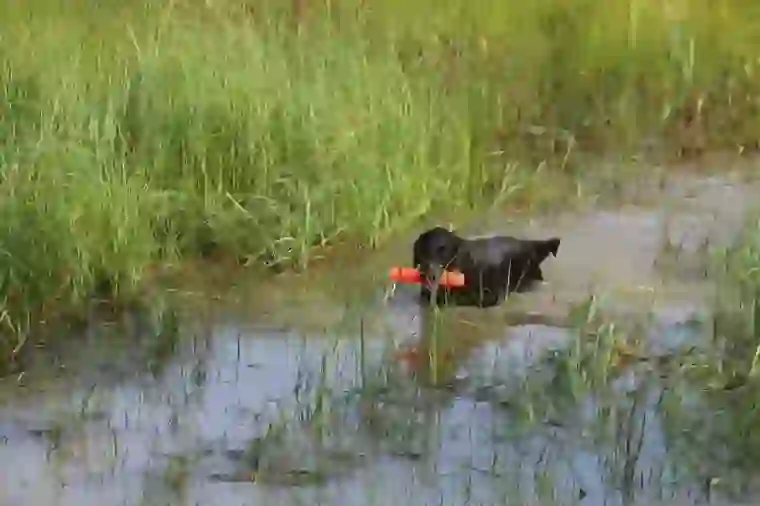 Flat-Coated Retriever