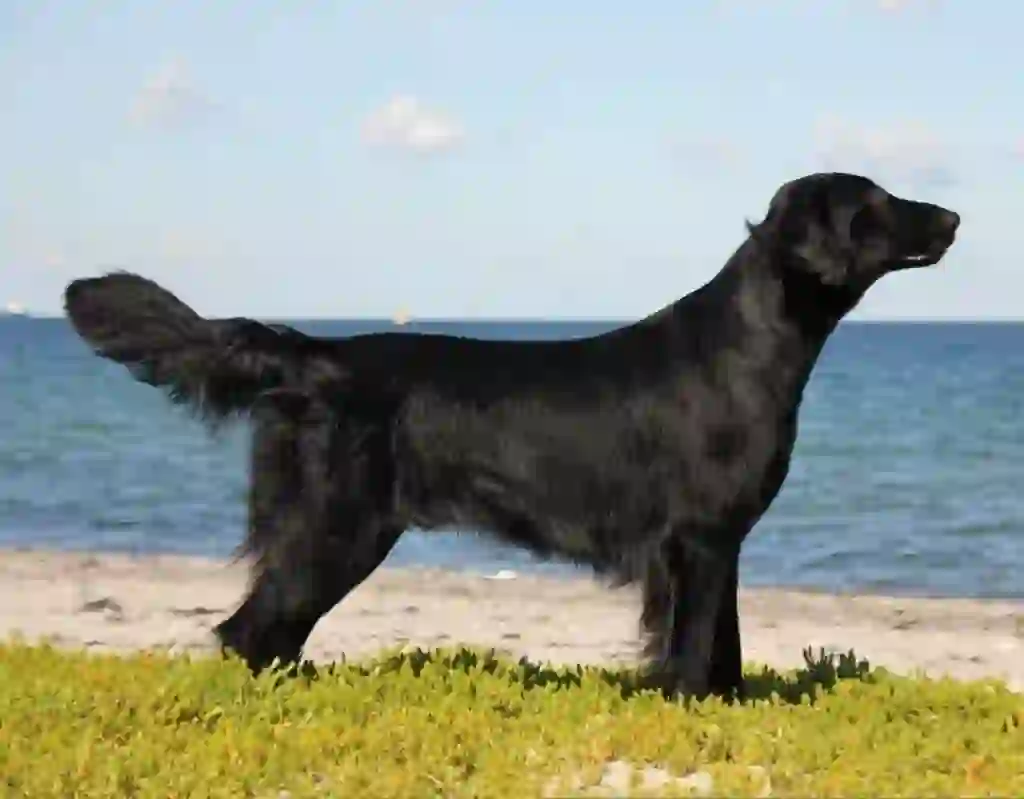 Flat-Coated Retriever