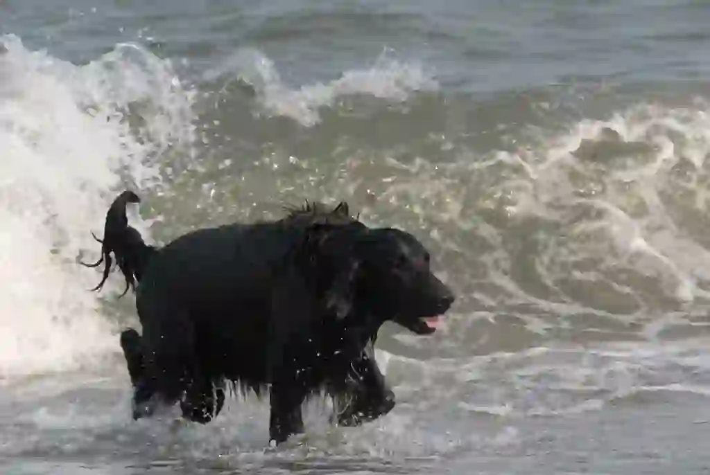 Flat-Coated Retriever