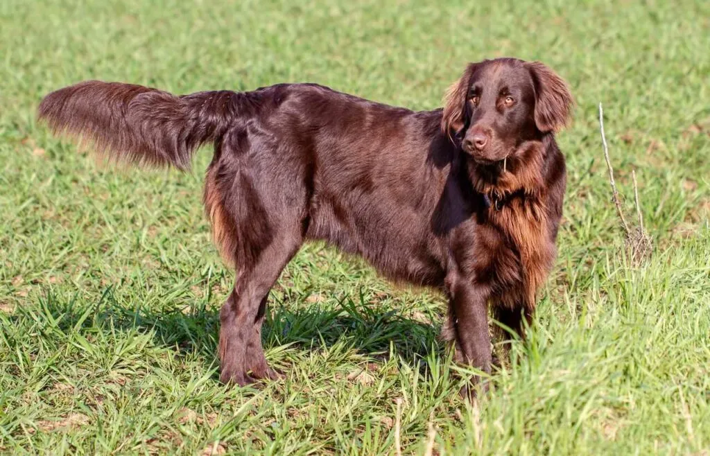 Flat-Coated Retriever