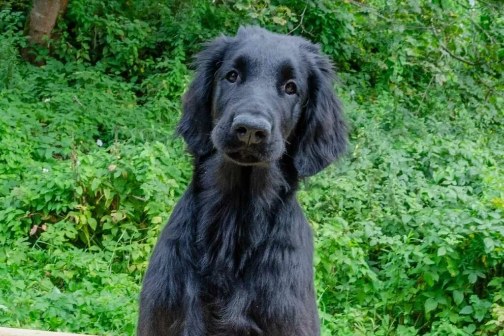 Flat-Coated Retriever