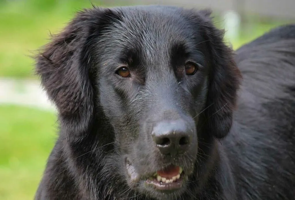 Flat-Coated Retriever