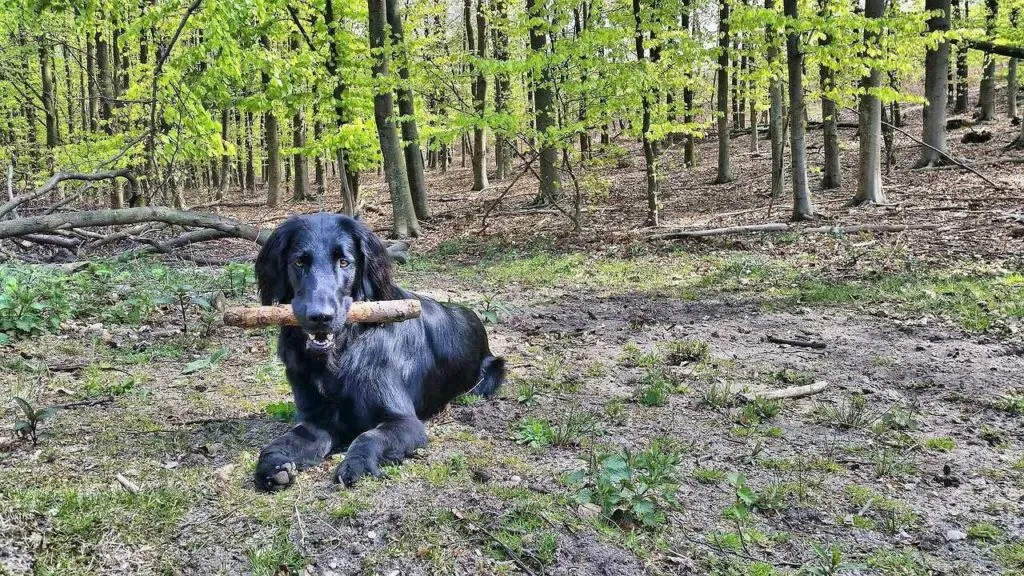 Flat-Coated Retriever