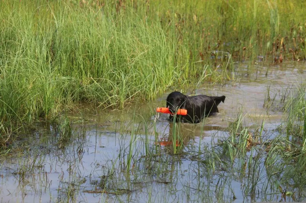 Flat-Coated Retriever