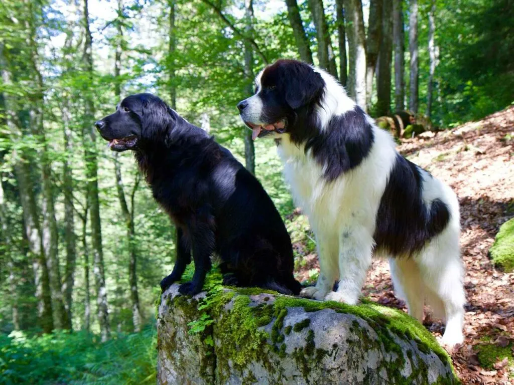 Flat-Coated Retriever