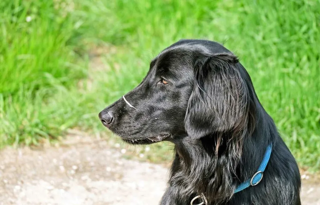 Flat-Coated Retriever