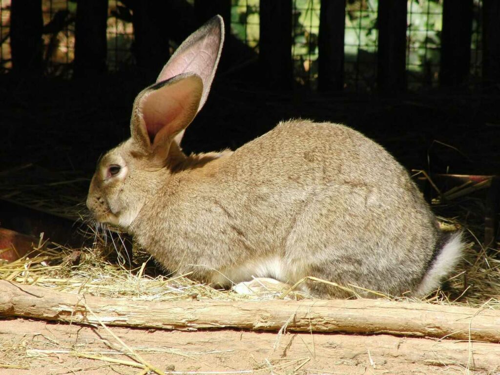 Flemish Giant