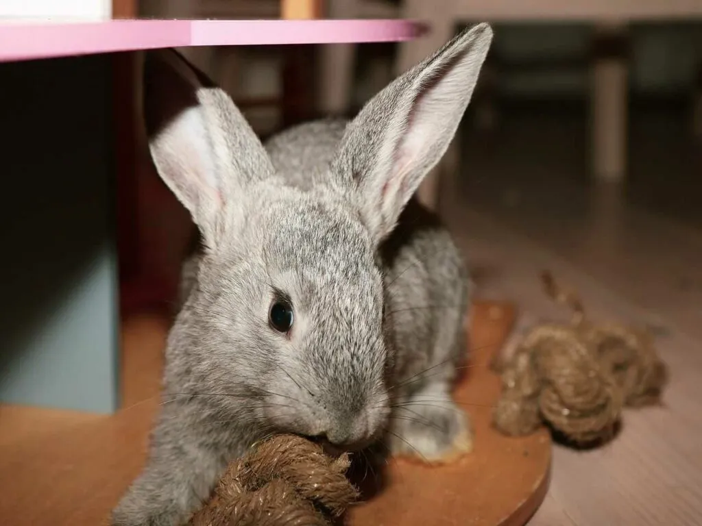 Flemish Giant