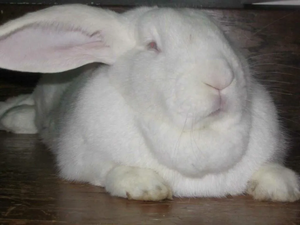 Flemish Giant