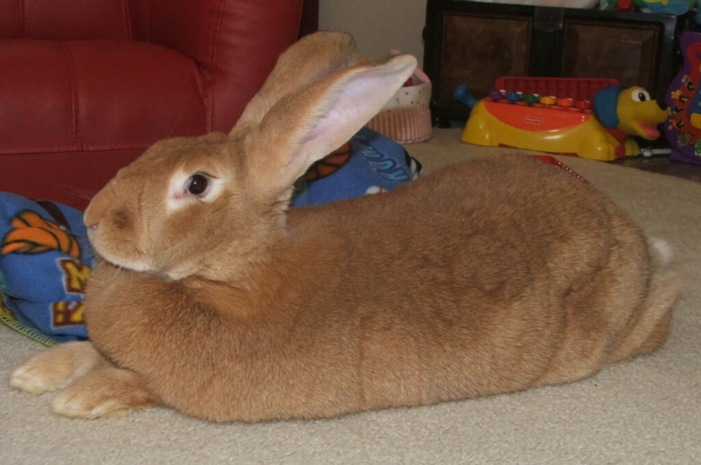 Flemish Giant