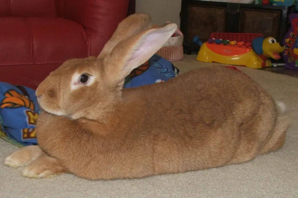 Flemish Giant