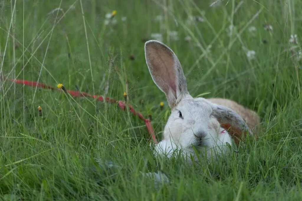 Flemish Giant