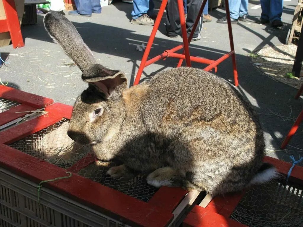 Flemish Giant