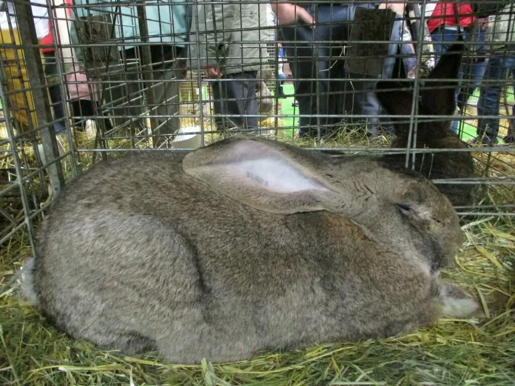 Flemish Giant