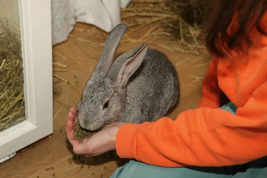 Flemish Giant