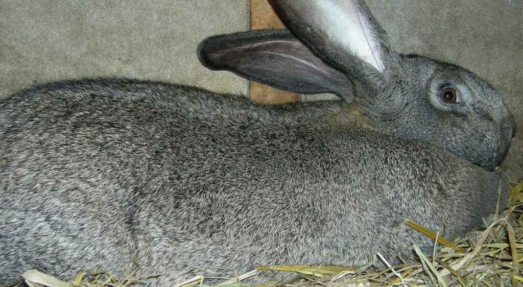 Flemish Giant