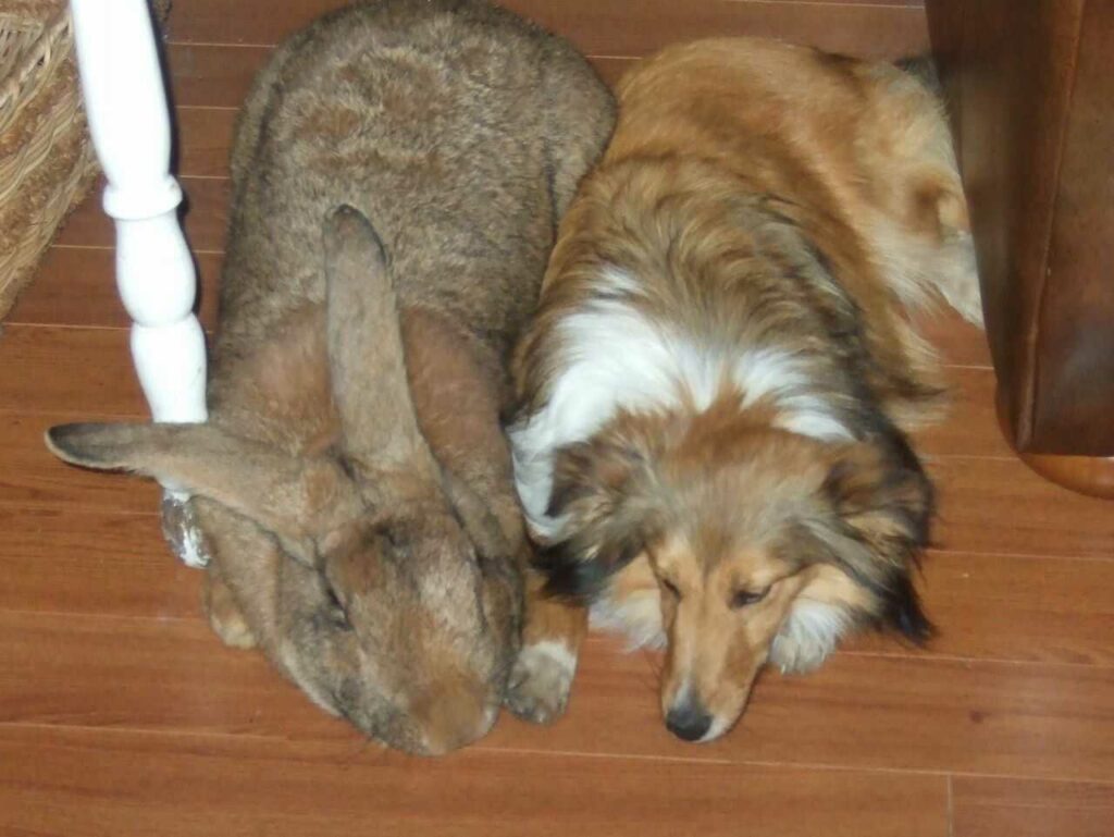 Flemish Giant