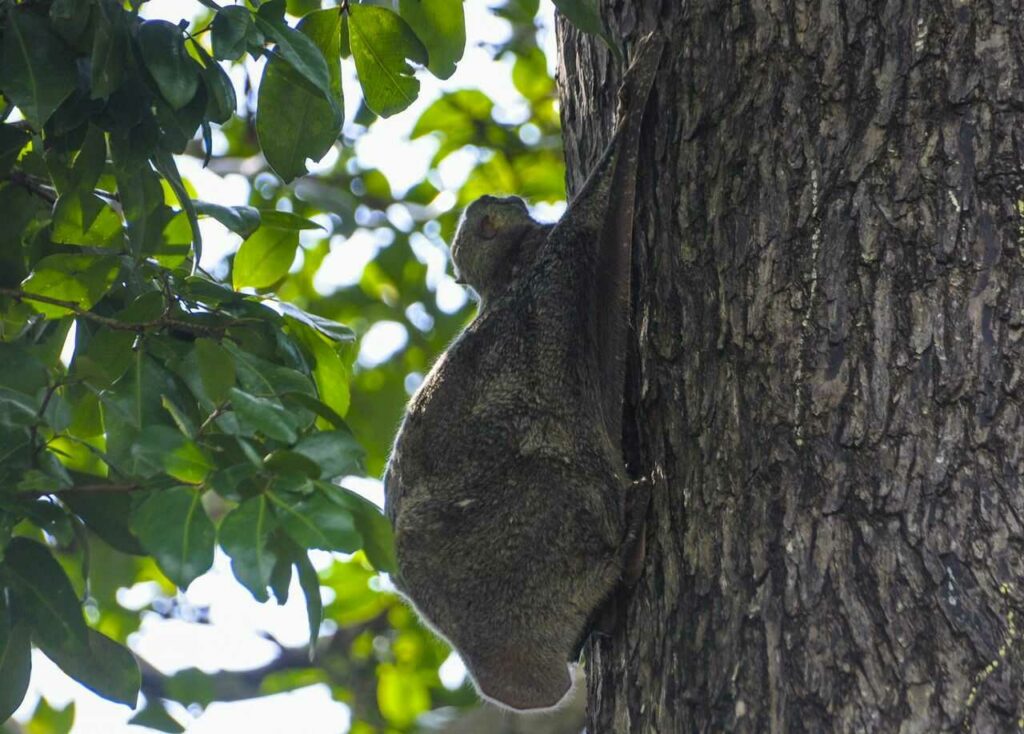 Flying Squirrel