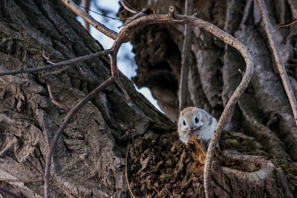 Flying Squirrel