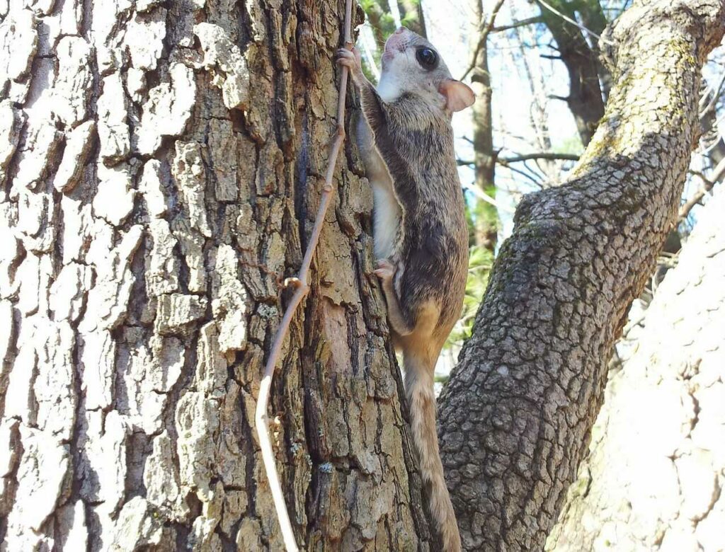 Flying Squirrel