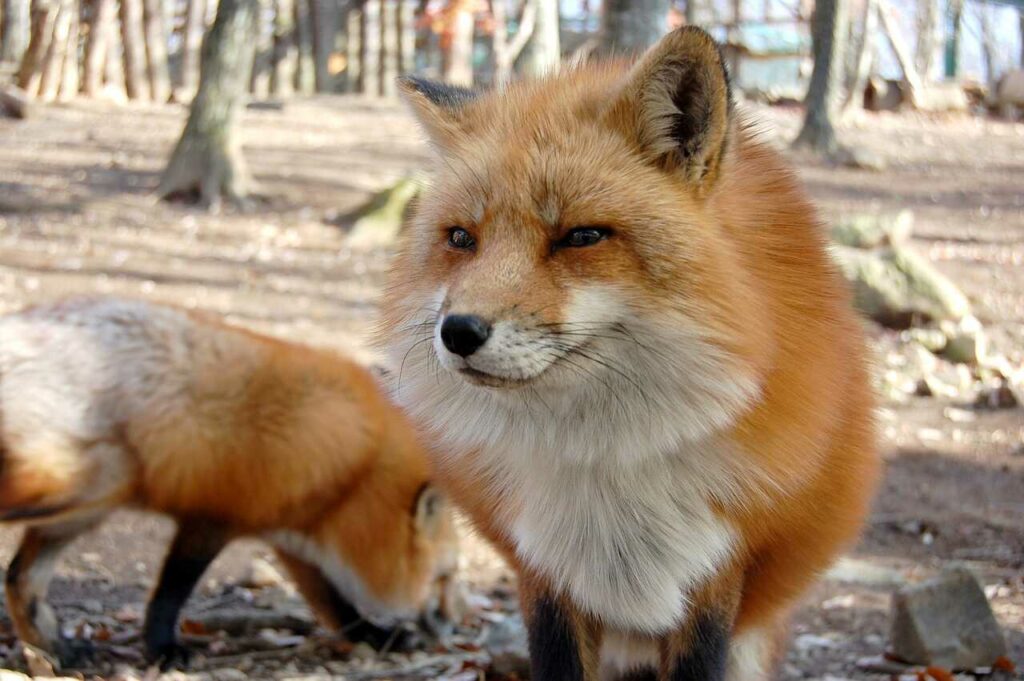 Fox