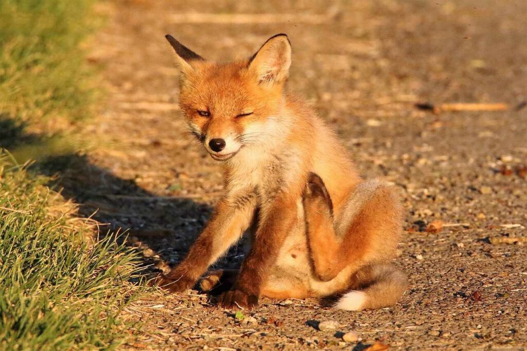 Fox