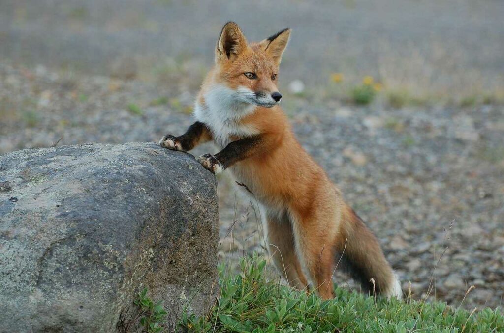 Fox