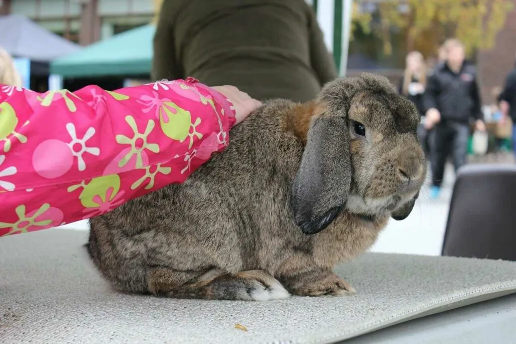 French Lop