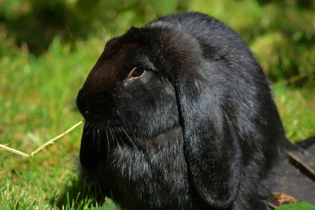 French Lop