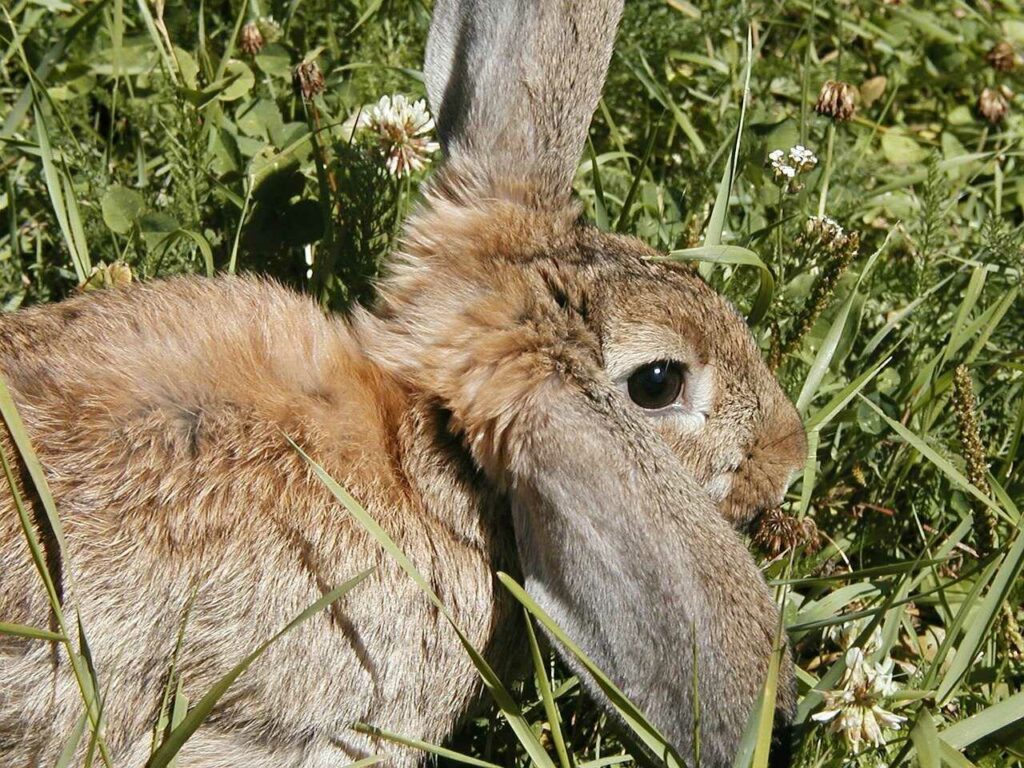 French Lop