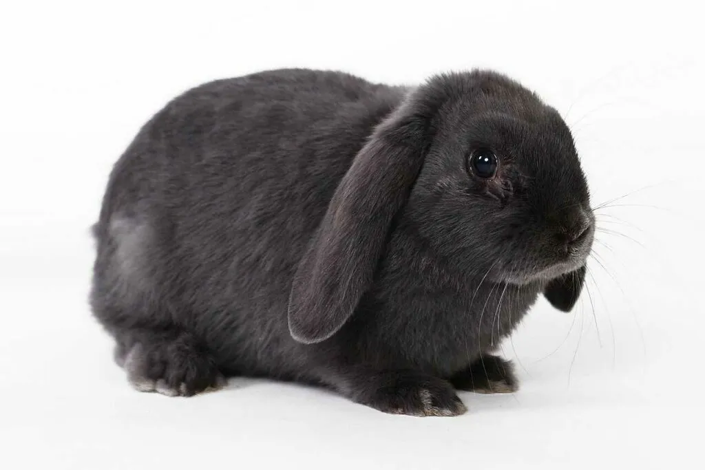 French Lop