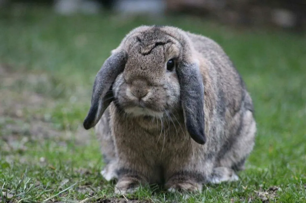 French Lop