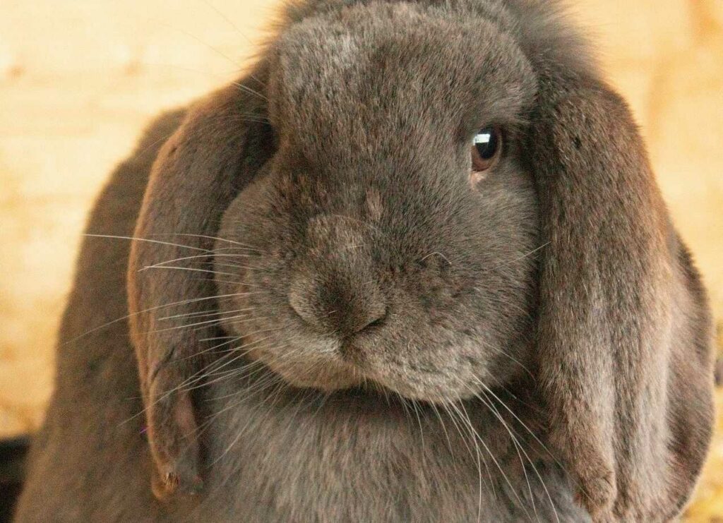 French Lop