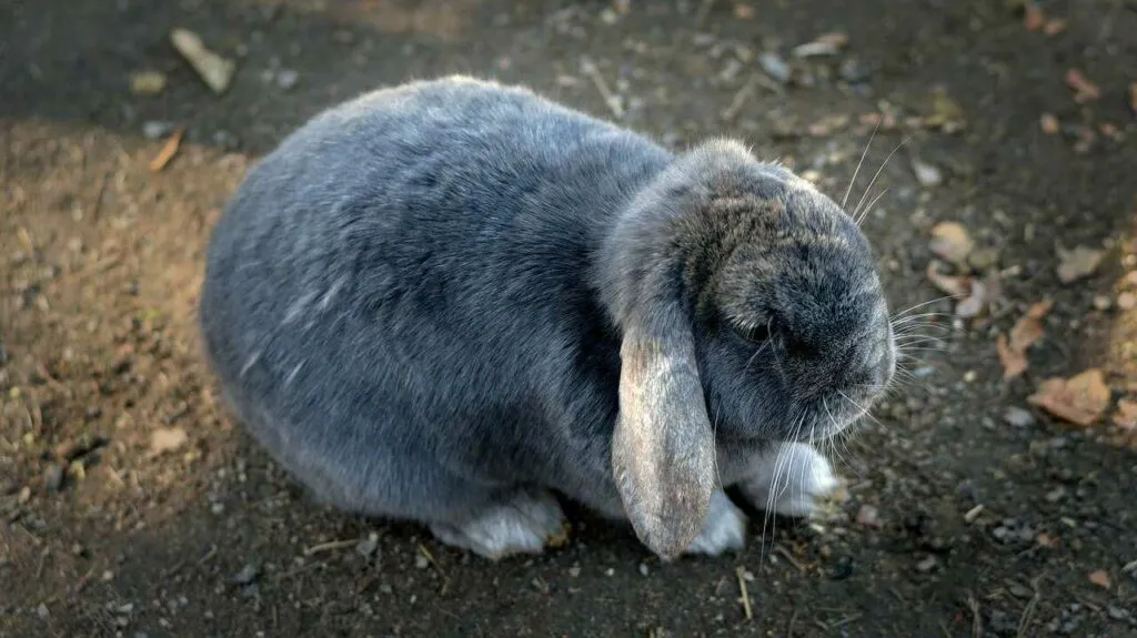 French Lop